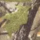 オーク 4