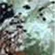 Lichen