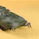 Miniature 4
