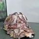 サムネイル 1